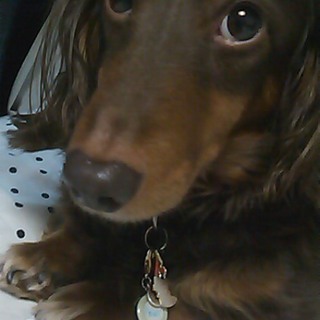 急募人懐っこいMダックス里親募集