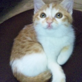 甘えん坊の可愛い子です！よろしくお願いします☆