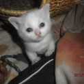 【和歌山】白っぽい仔猫の里親募集