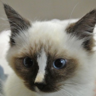 ゴージャス！長毛４兄妹　シルバー