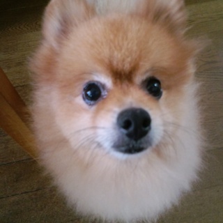 マミの里親になって下さい。