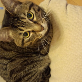 甘えん坊ちゃんです