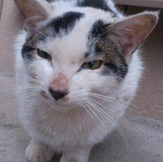 甘えん坊ののらちゃん