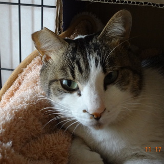 穏やかで甘えん坊の男の仔です