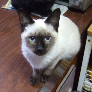 やんちゃな、なんちゃってシャム娘です。