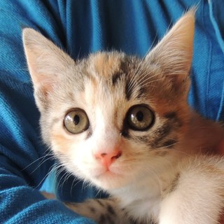 【千葉県】生後２ヶ月半の仔猫ちゃん(♀)