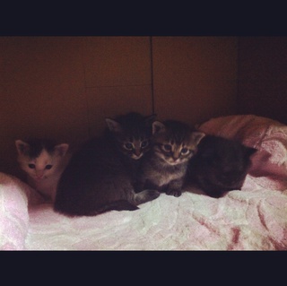 こにゃんこの里親大募集！