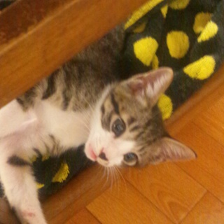 人なつこい猫です