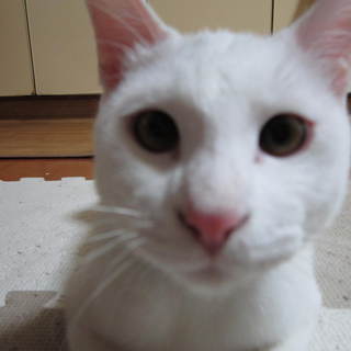 大切に育ててくださる方