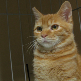 他の里親募集で決定しました