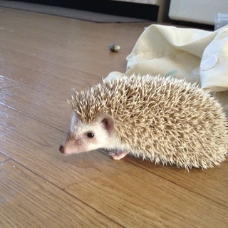 ハリネズミ里親募集。たくさんのご応募いただいておりますので一時停止させていただきます。