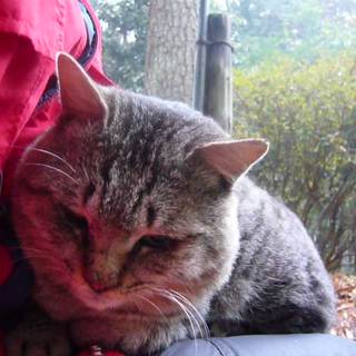 アメショ風「ぼくちゃん」が新しい家族を捜しています！