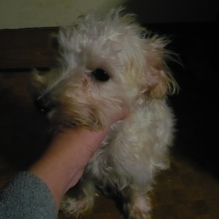 雑種の子犬里親募集