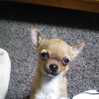 里親さんが見つかりました。