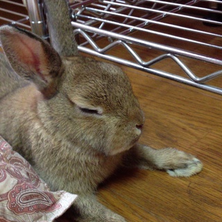 里親様決まりました！★ネザーランド