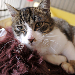 おんなのこに間違われるけど、ボク、オトコノコだよ！