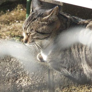 すてきな里親さんに巡り合えました！