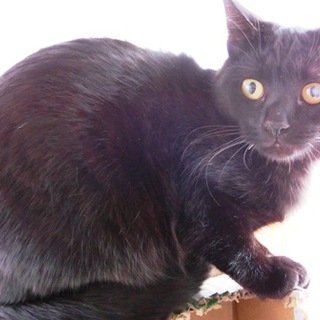 黒ちゃん（仮名）７ヶ月