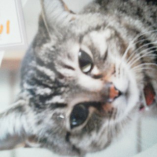 キジトラ5歳♀端正な顔立ちのにゃんこ！