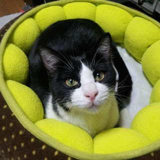 ★6ヶ月の子猫のお家を探しています★