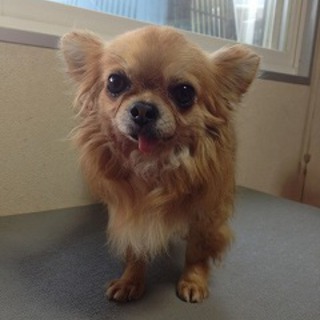 チワワの里親募集!!