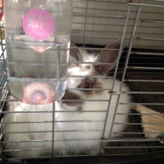 里親になってください♪