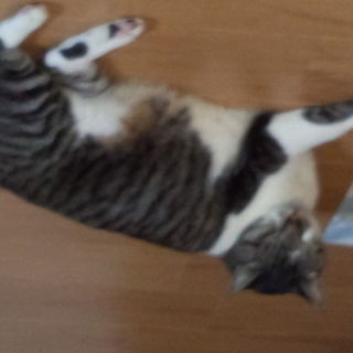 私の施設入所の為飼い主さん募集してます