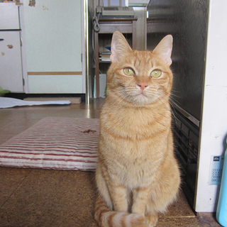 (急募)普通のよい猫ぶどうちゃん
