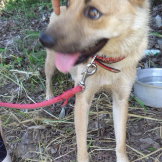 ラブちゃんです