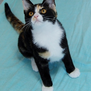 お話し進行中！ロジーナの里親様募集！