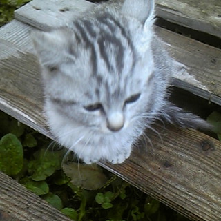 生後４ヶ月子猫　