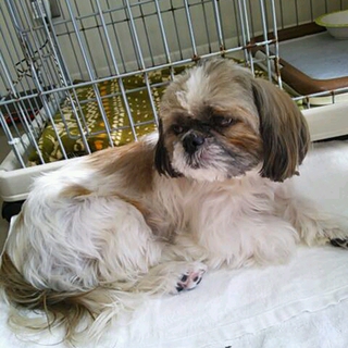 シーズー　メス　さち５歳　里親さん見つかりました！