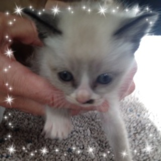 ＊可愛い美猫＊シャム雑種です！よろしくお願いします☆