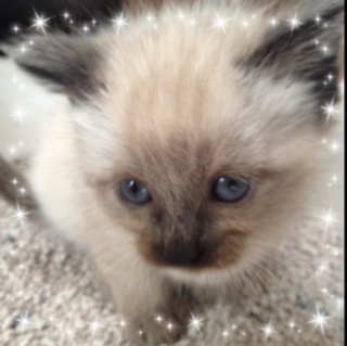 ＊シャム系＊可愛い仔猫です！よろしくお願いします！