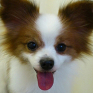 パピヨン　ポク