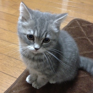 【一時募集停止】ペルシャ×スコティッシュの活発な子猫です