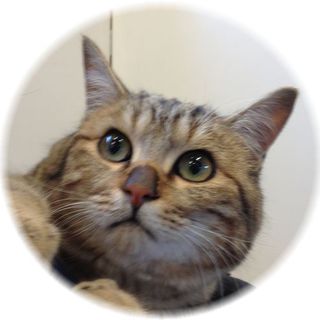 アメショ風子猫★里親募集