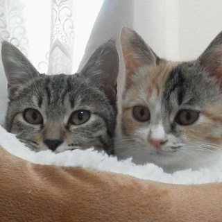 かわいい仲良し兄妹