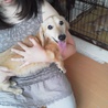 ミニチュアダックス　オス　９歳 サムネイル7