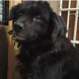 吠えない・辛抱強く優しすぎる子・希少