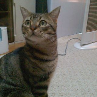 ありがとうございました