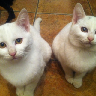 里親を募集します