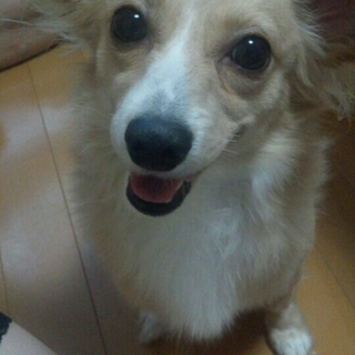 引越しのため飼えなくなりました。