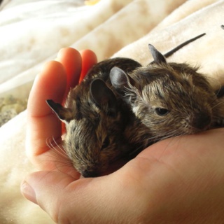 12.11.21誕生!デグー里親募集一時終了