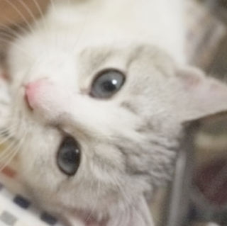 蒼から碧色に変わる瞳♪美猫　4ヶ月くらい