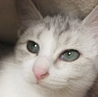 蒼から碧色に変わる瞳♪美猫　4ヶ月くらい サムネイル5