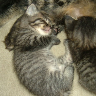 生後約1ヶ月の元気でかわいい子猫達です。