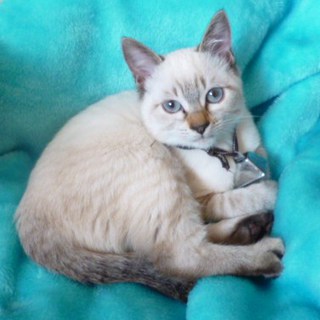 ８月９日産まれの女の子です