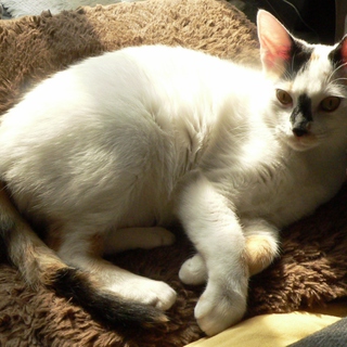 はなすじ通った白三毛の凜ちゃん