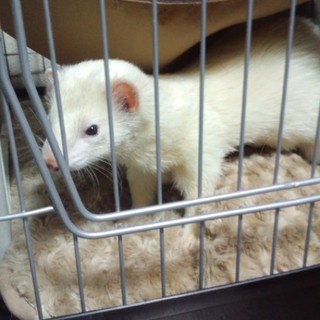 フェレットの里親を募集しています